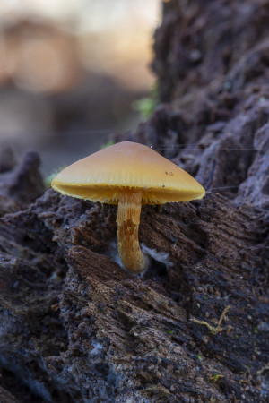 Hygrocybe Pluteus